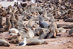 Sea Lions Seals, Otariinae with pups