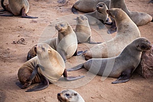 Sea Lions Seals, Otariinae with pups