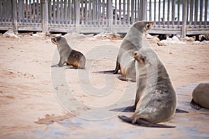 Sea Lions Seals, Otariinae with pups