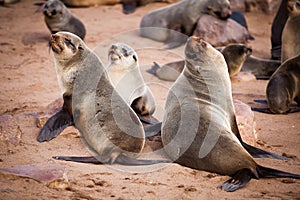 Sea Lions Seals, Otariinae with pups