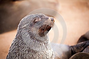 Sea Lions Seals, Otariinae with pups