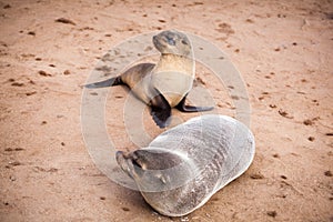 Sea Lions Seals, Otariinae with pups