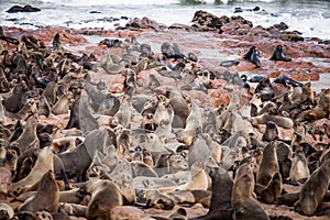 Sea Lions Seals, Otariinae with pups