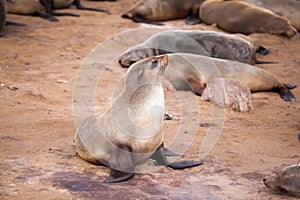 Sea Lions Seals, Otariinae with pups