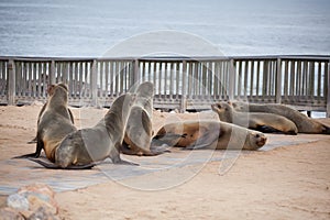 Sea Lions Seals, Otariinae with pups