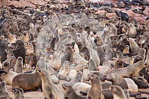 Sea Lions Seals, Otariinae with pups