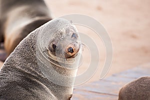 Sea Lions Seals, Otariinae with pups