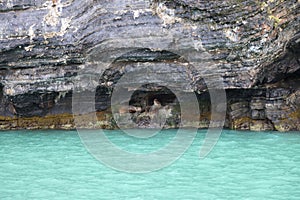 Sea lions in the Seno de Ultima Esperanza, Chile photo