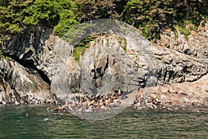 Sea Lions on Shore