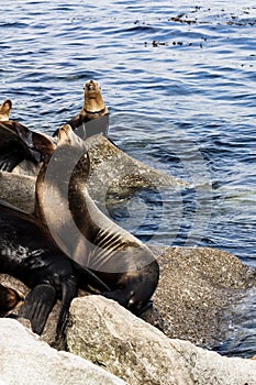 Sea Lions Sitting On Rocks Sunning Monterey California