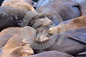 Sea lions sleep in Pier 39 at Fisherman's Wharf