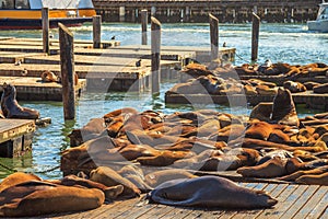 Sea lions sleeping