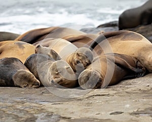Sea Lions sleeping on the beach