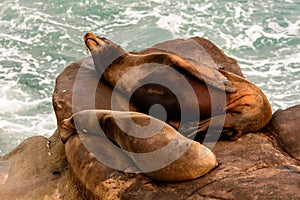 Sea lions sleeping on rocks