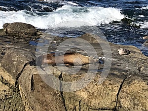 Sea lions sleeping on a rocky shore