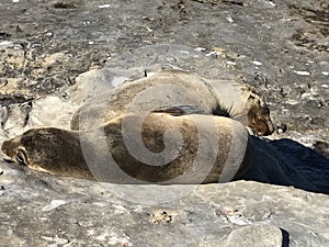 Sea lions sleeping on a rocky shore