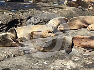 Sea lions sleeping on a rocky shore