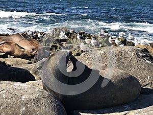 Sea lions sleeping on a rocky shore