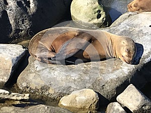 Sea lions sleeping on a rocky shore