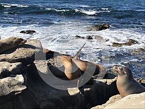 Sea lions sleeping on a rocky shore