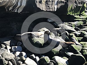 Sea lions sleeping on a rocky shore