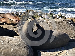 Sea lions sleeping on a rocky shore