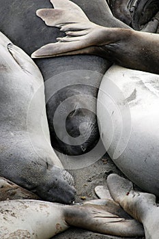 Sea lions sleeping in the sun