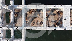 Sea lions sleeping and taking sunbathing on old damaged bridge part in water like island near city port