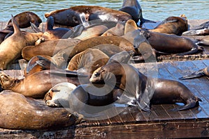 Sea lions socializing on wood docks