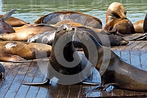 Sea lions socializing on wood floating platforms