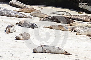 Sea lions sunbathe on a hill in La Jolla California on the beach sand