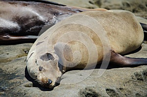 Sea lions sunbathe on a hill in La Jolla California on the beach sand