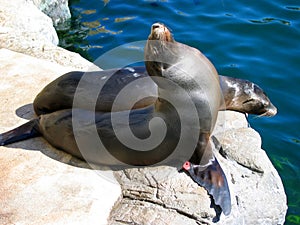 Sea Lions sunbathing by the pool. Aquarium of the Pacific, Long Beach, California, USA