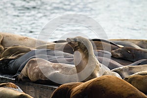 Sea Lions Sunning Barge Pier 39 San Francisco