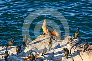 Sea lions at sunset on the rocks