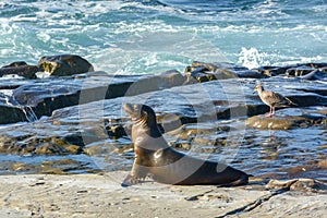 Sea lions at sunset on the rocks