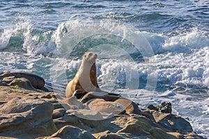 Sea lions at sunset on the rocks