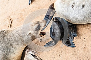 Sea lions to Cape Cross, Namibia, Africa