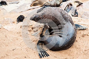 Sea lions to Cape Cross, Namibia, Africa