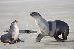 Sea lions two, New-Zealand
