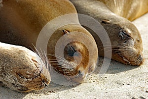 Sea lions up-close on Galapagos beach