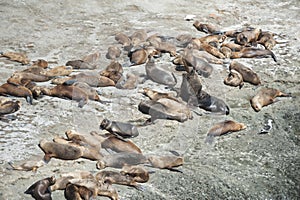 Sea Lions in the Valdes Peninsula