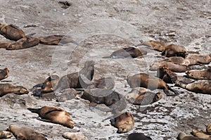 Sea Lions in the Valdes Peninsula