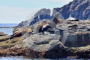 Sea Lions on Vulcanic rock formation on Corona Island, Loreto Mexico