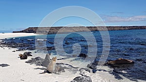 Sea lions on the white beach on Mosquera Island, Galapagos, Ecuador