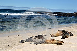 Sea lions on the white beach on Mosquera Island, Galapagos, Ecuador