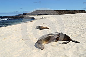 Sea lions on the white beach on Mosquera Island, Galapagos, Ecuador