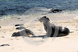 Sea lions on the white beach on Mosquera Island, Galapagos, Ecuador