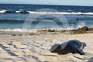 Sea lions on the white beach on Mosquera Island, Galapagos, Ecuador