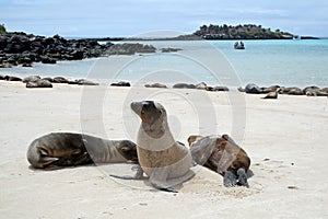 Sea lions on a white sandy beach